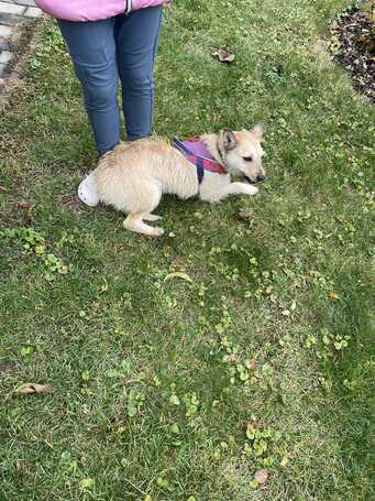 Szöszi, 5 éves ivartalanított lányka