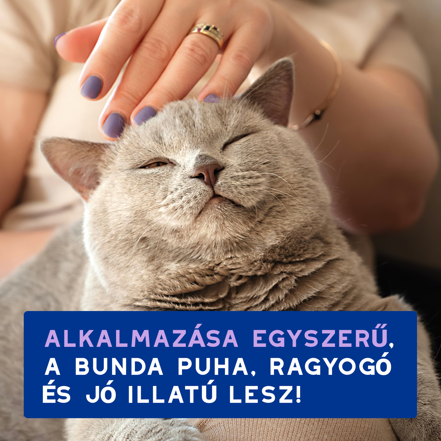 Douxo Spa spumă fără clătire pentru pisici - zoom