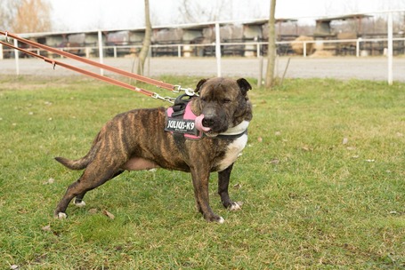 Suzy, négy éves, közepes méretű szuka