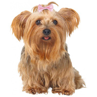 Trixie kutyamasnik három különböző méretben és változatos mintákkal #2