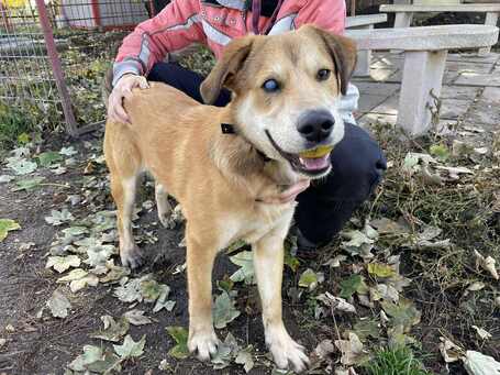 Showzsák, 6 hónapos keverék fiúcska