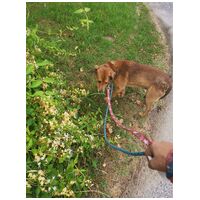 Misi, ivartalanított kan #5