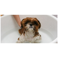 Kutyasampon – tudj meg mindent a fürdetésről!