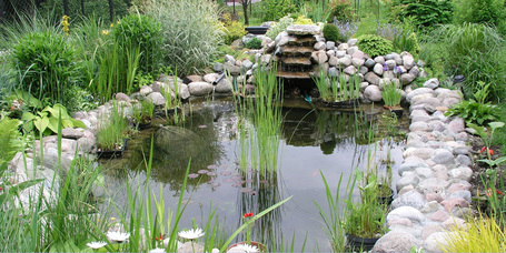 A kerti tó biológiai körforgásáról és az optimális vízminőségről