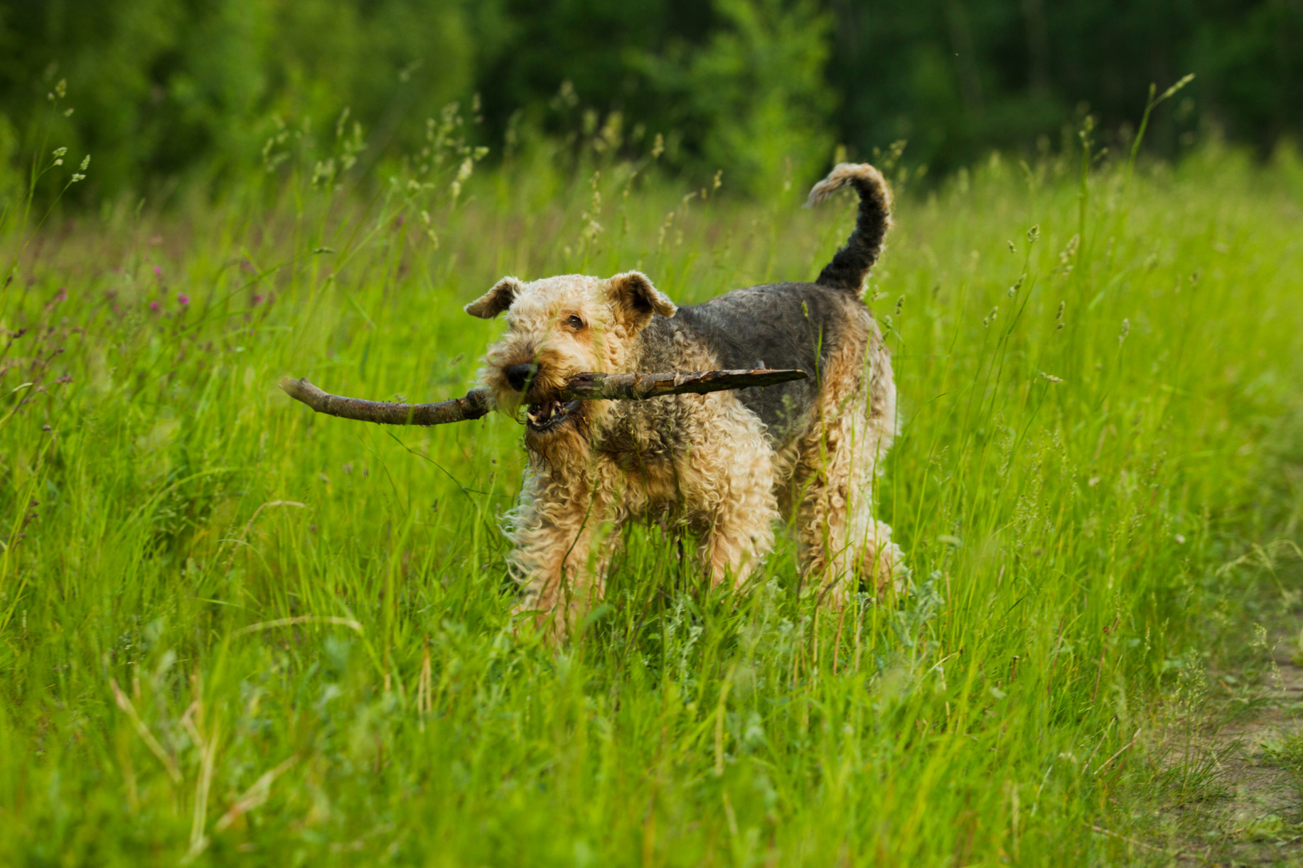 Airedale terrier apport bottal a szájában