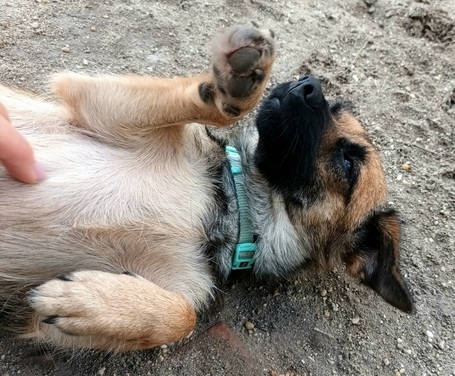 Manó, egy éves, szuka