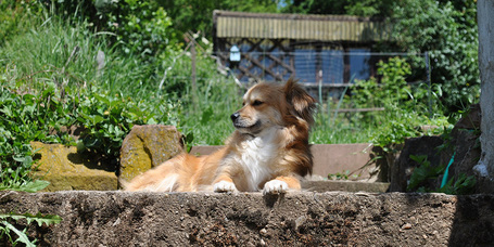 Kutya: a kertek ősellensége?