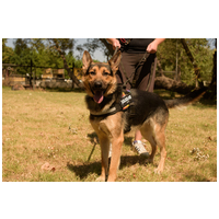 Marshall, 2 éves, német-juhász jellegű, kan #2