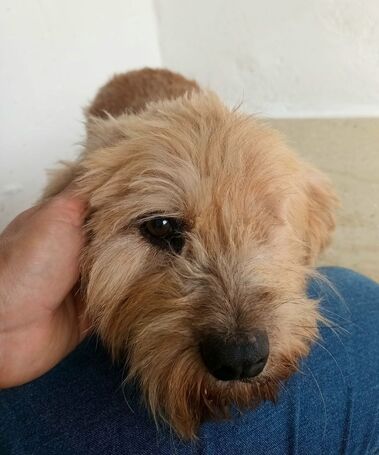 Zsenna, 12 éves, szuka