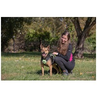 Jázmin, 2 éves, 52 cm magas, szuka #5