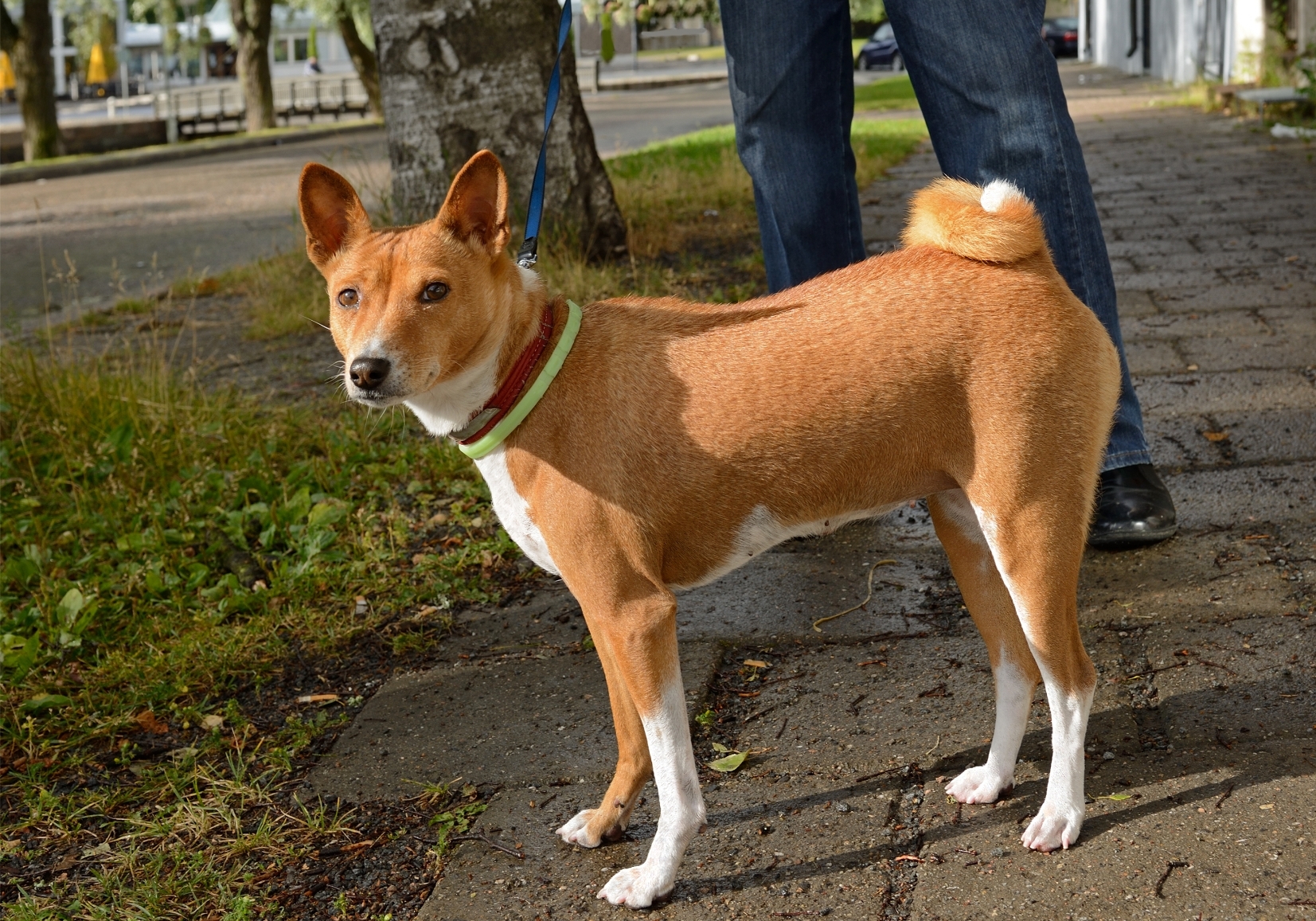 Basenji pórázon