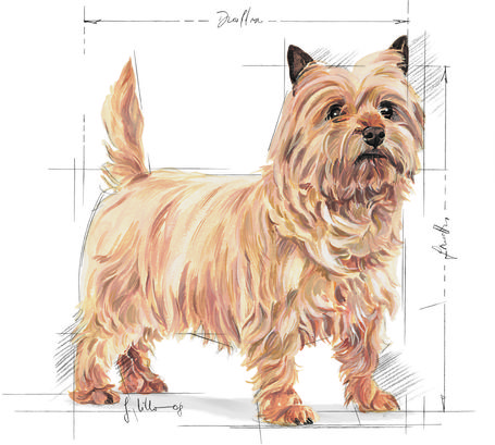 Royal Canin Mini Light Weight Care - Száraz táp hízásra hajlamos, kistestű felnőtt kutyák részére