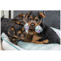 Trixie rágható súlyzó kötélből #2