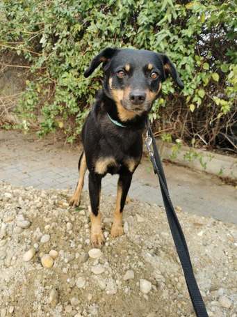 Gizi, 6 éves, 48 cm magas, szuka