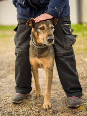 Pongó, 7 éves, kan