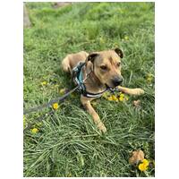 Vilinger, ivartalanított kan #10