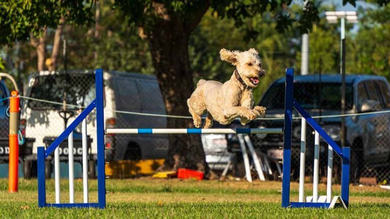 Goldendoodle agility