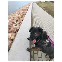 Franco, 3 éves, 41 cm magas, hosszú szőrű kan #3