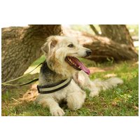 Macho, 4 éves, 57 cm magas, kan #3