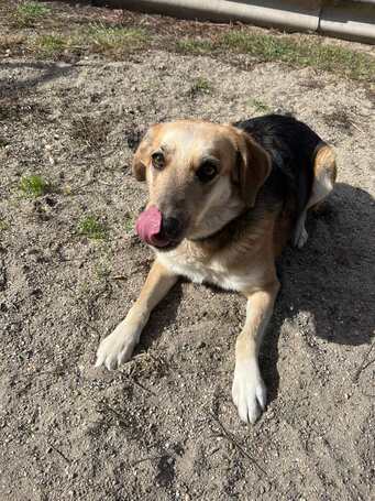 Sally, 5 éves ivartalanított szuka