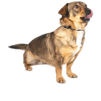 KisO, 4 éves, 34 cm magas, szuka #5