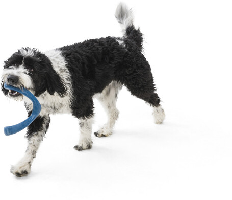 West Paw Seaflex Snorkl - Bumeráng és kötélhúzó játék