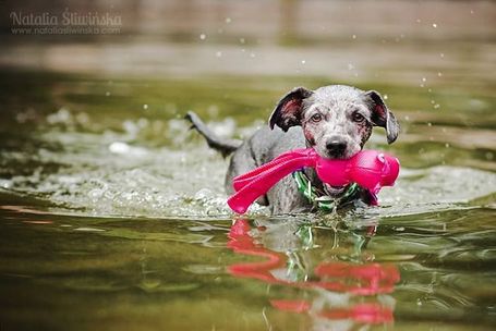 Kong Wubba Ballistic Friend kutyajáték