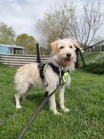 Aranyka, ivartalanított szuka kutyus