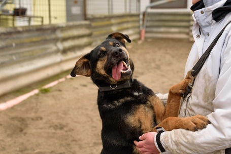 Szultán, négy éves, kan