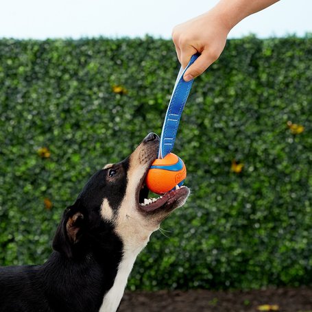 Chuckit! Ultra Tug strapabíro gumilabda hevederrel kutyáknak