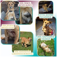 Burgimmune immunerősítő por #13