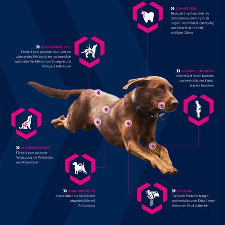 Eukanuba Puppy Large 18 kg