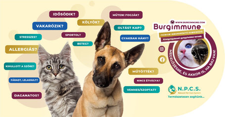 Burgimmune Forte immunerősítő tabletta kutyáknak