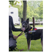 Hektor, kan kutyus gazdit keres #13