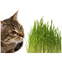 GimCat dobozos macskafű #2