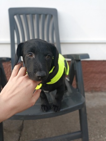 Oszi, kölyök kutyus, kan