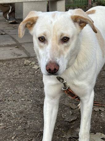 Odett, árva leány kutya