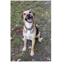 Smokey, 4 éves ivartalanított kan kutyus