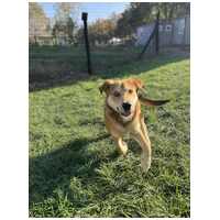 Showzsák, 6 hónapos keverék fiúcska #2