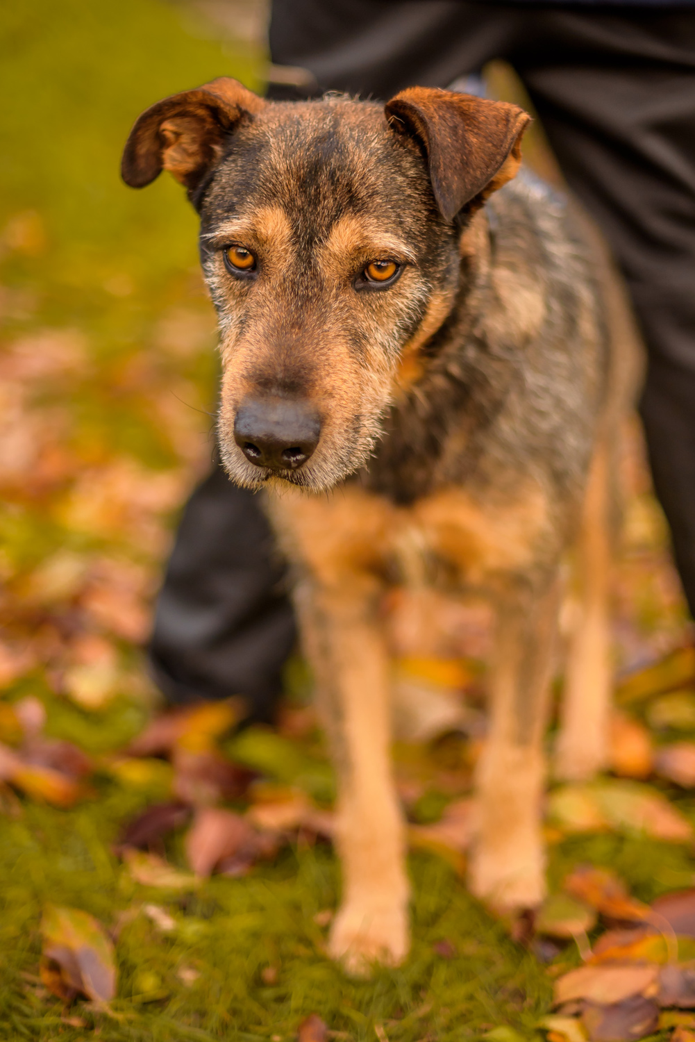 Pongo, mascul, 7 ani - zoom