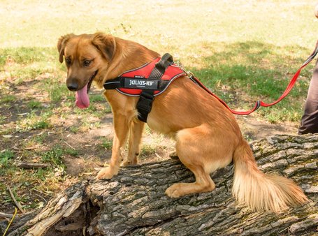 Plútó, hat hónapos, kan