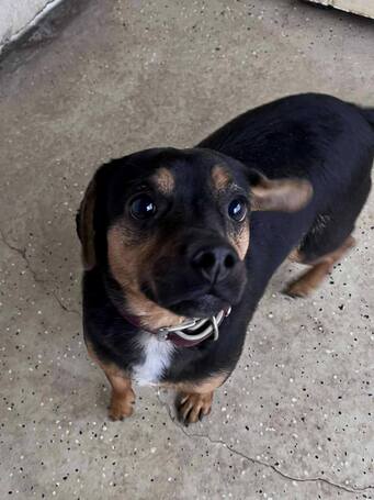 Kópé, 2 éves ivartalanított kan