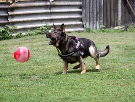 Lady, ivartalanított szuka