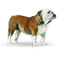 Royal Canin Bulldog Adult - Angol Bulldog felnőtt kutya száraz táp #10