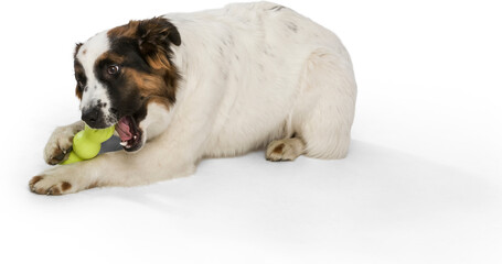 West Paw Rumpus rágóbot