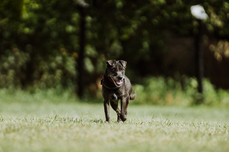 Sally, 7 éves, 34 cm magas, szuka