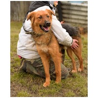 Paca, két éves, kan #3