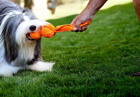 Kong Wubba Ballistic Friend kutyajáték