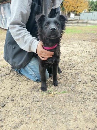 Áfonya, 5 hónapos keverék kislány