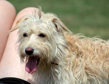 Aranyka, ivartalanított szuka kutyus